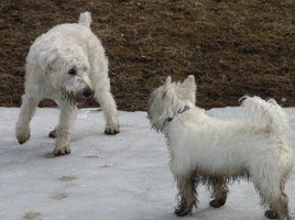 Jimmy and Henry on ice 03-2004